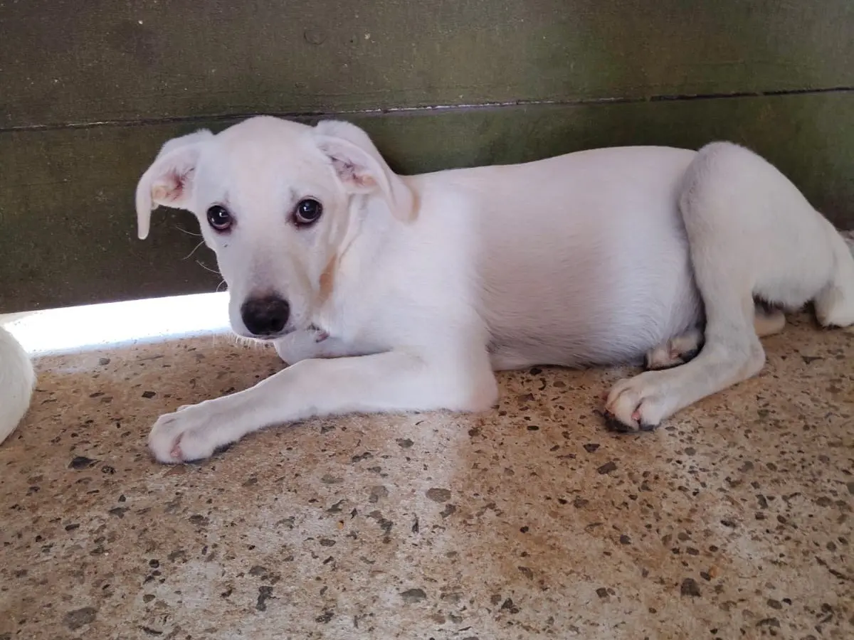 Adotta un cane, taglia media, femmina, Vibo