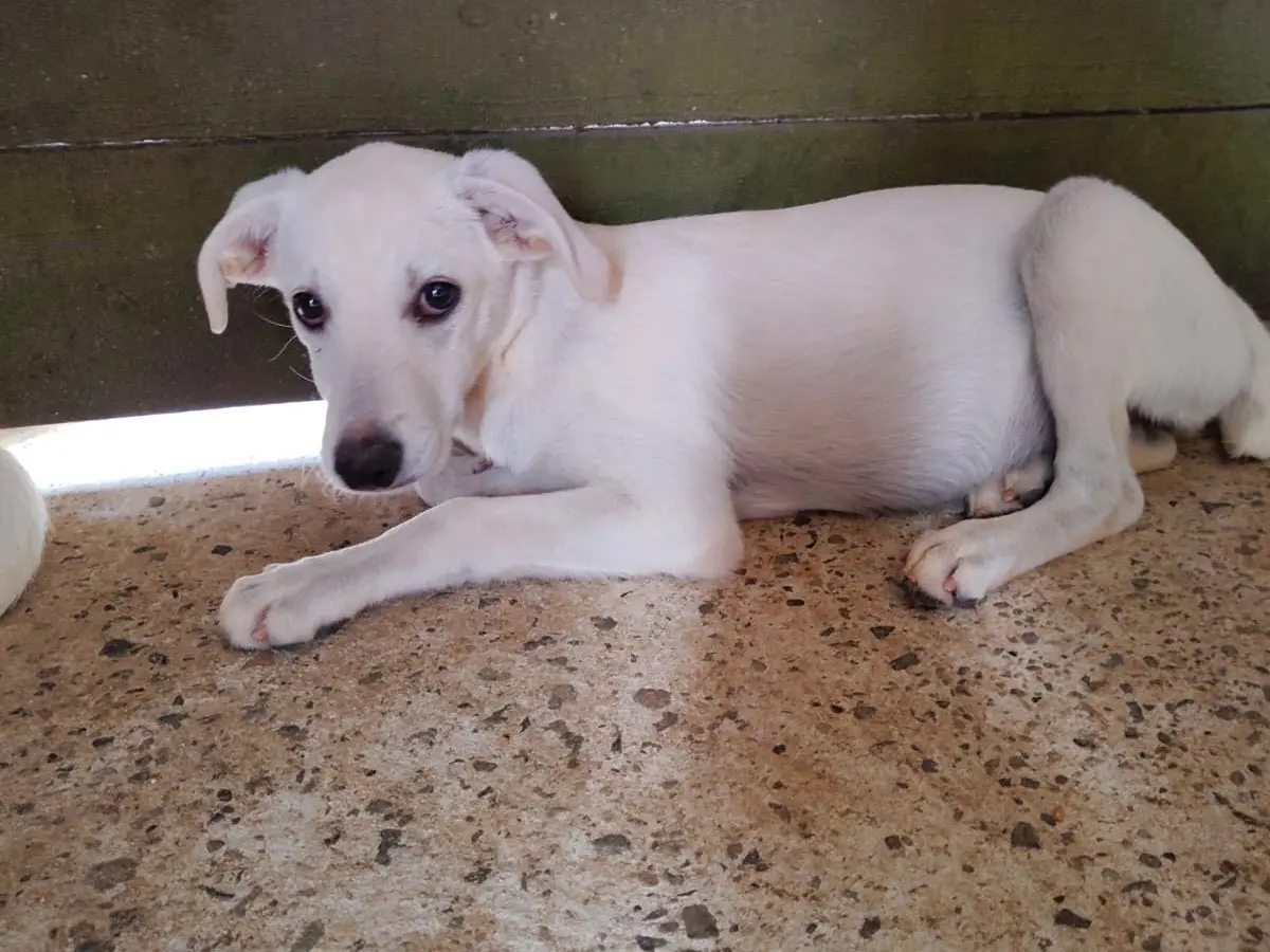 Adotta un cane, femmina, 1 anno e 5 mesi, Vibo