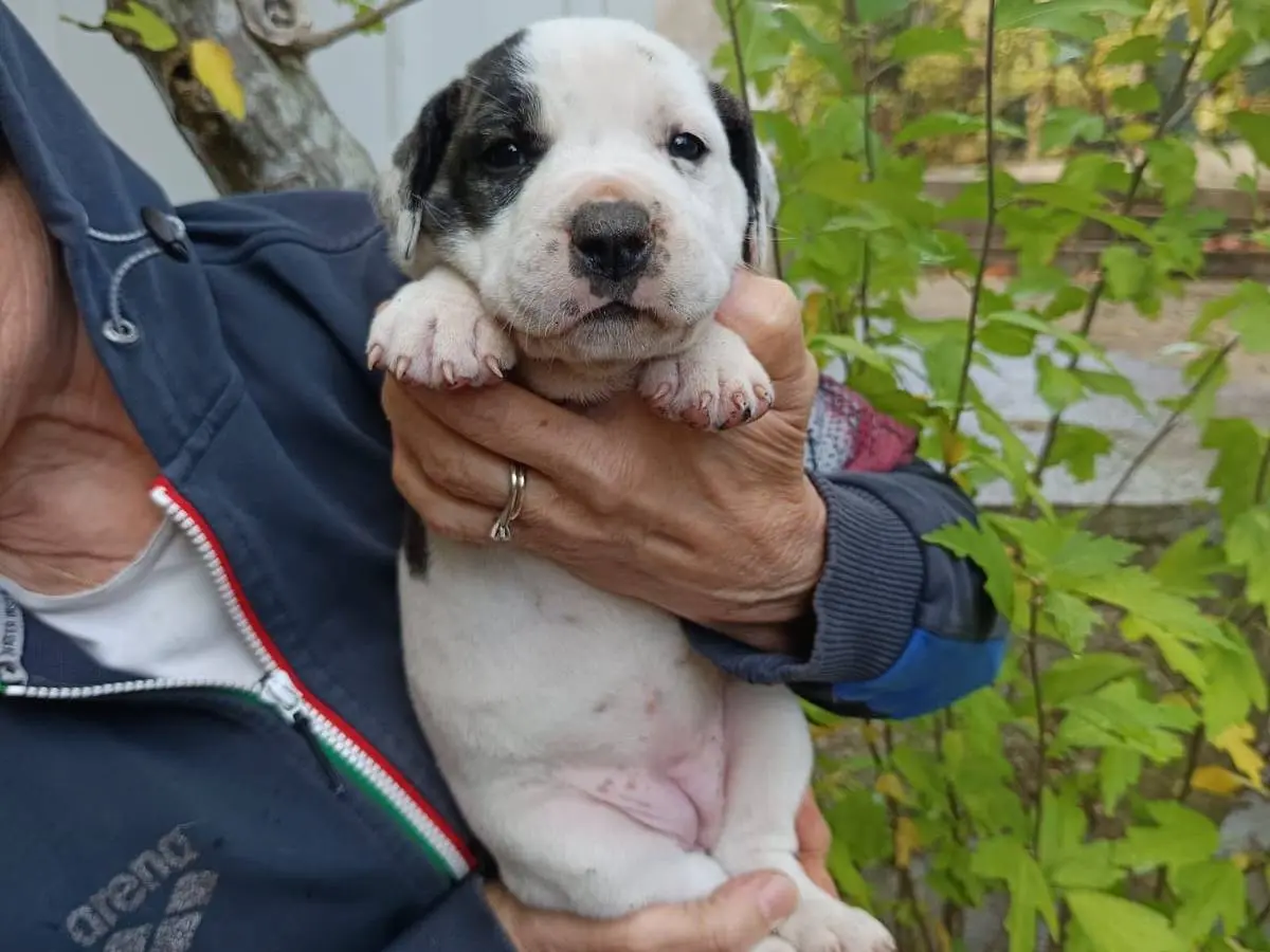 Vuoi adottare un cane a Brescia?