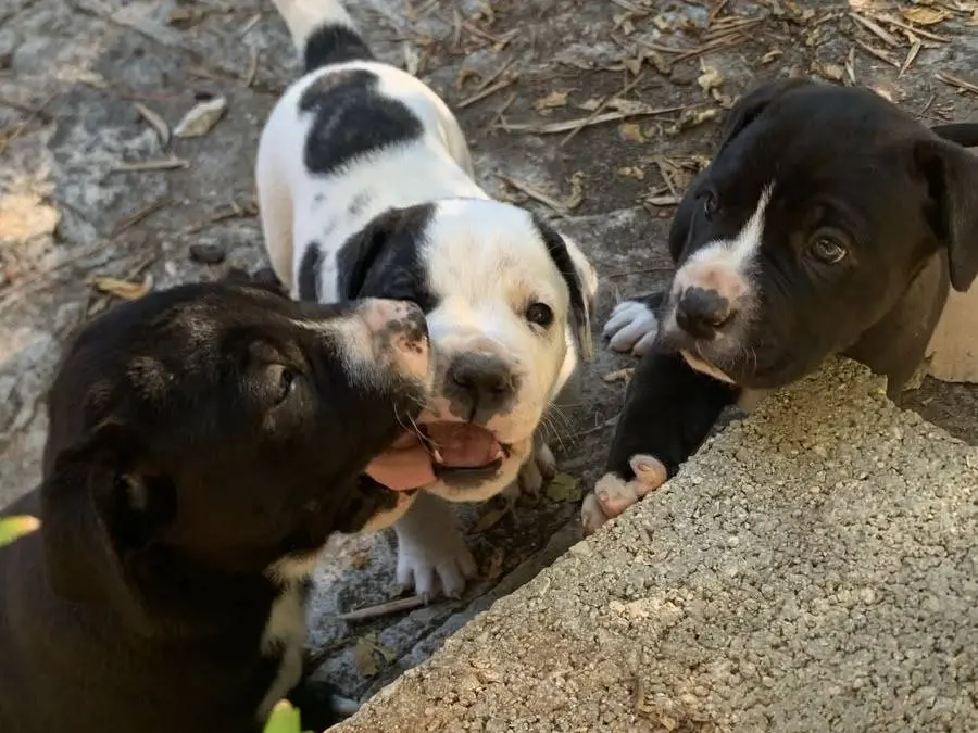 Adotta il cane Zelda a Brescia