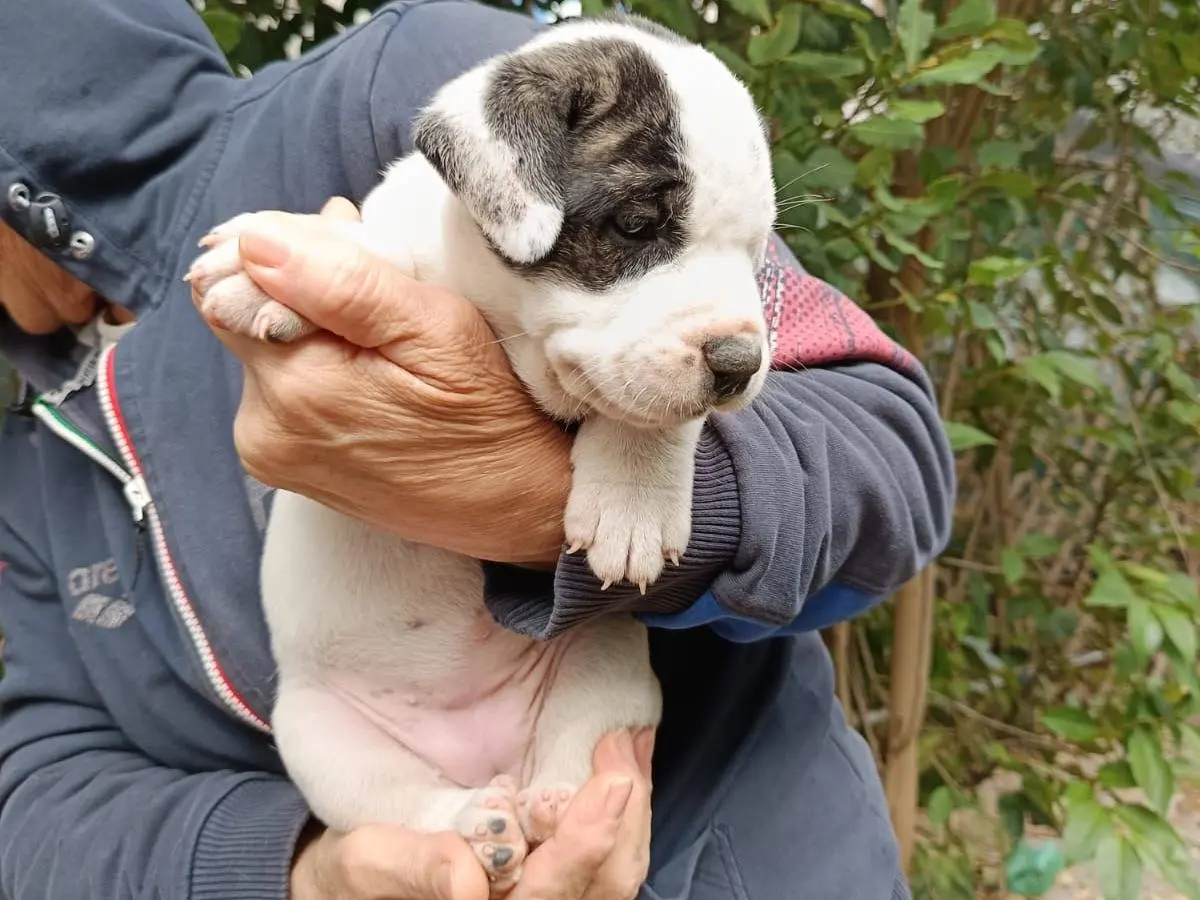 Adotta un cane, taglia grande, femmina, Brescia