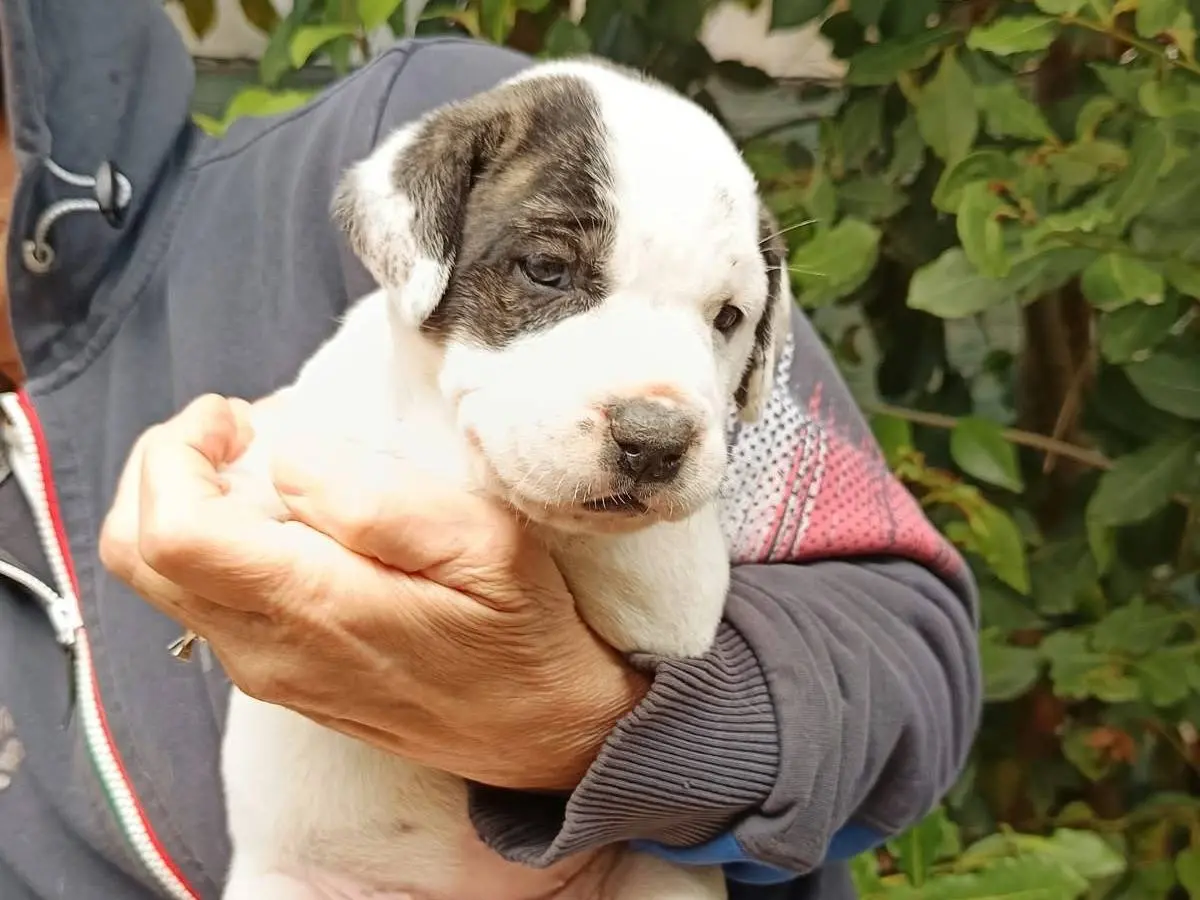 Adozione cane, femmina, Corso Razza sconosciuta, 1 mese, taglia grande, Brescia