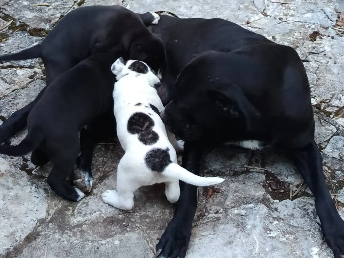 Adotta un cane, femmina, 1 mese, Brescia