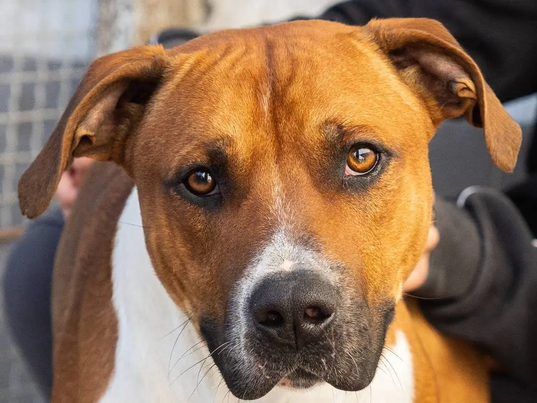 Adotta un cane, taglia media, maschio, Caserta