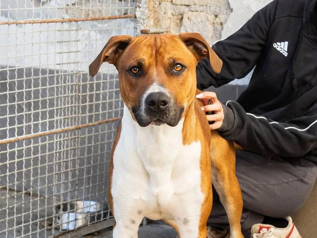 Adozione cane, maschio, Staffordshire Bull terrier Razza sconosciuta, 4 anni e 5 mesi, taglia media, Caserta