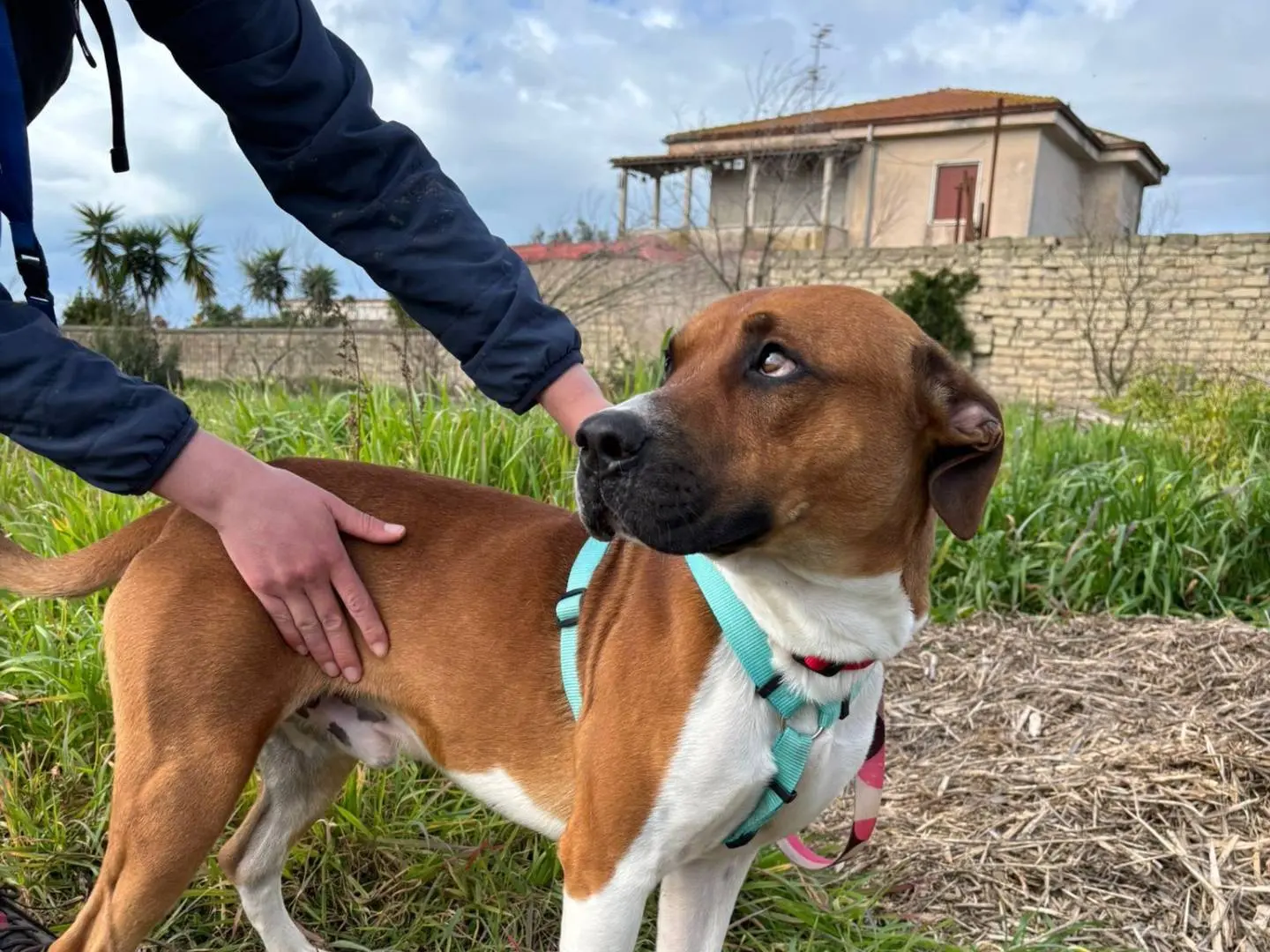 Adotta il cane ROCKY PIT  a Caserta