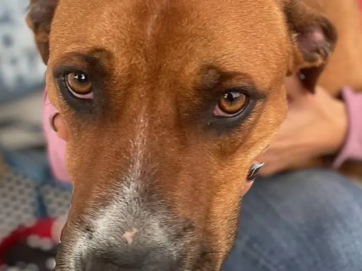 Adotta un cane, maschio, 4 anni e 5 mesi, Caserta