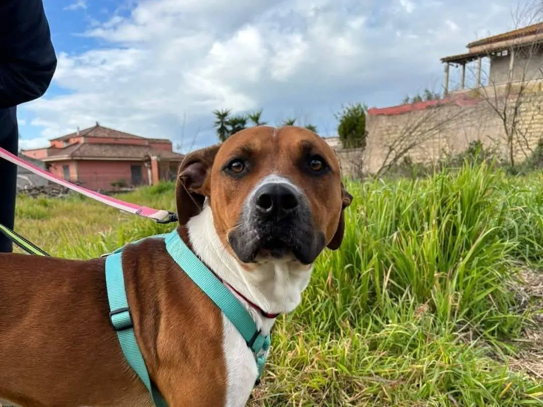 Vuoi adottare un cane a Caserta?