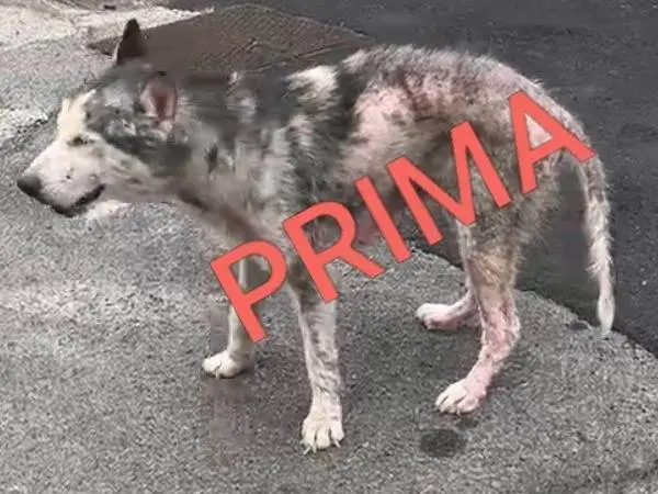 Vuoi adottare un cane a Bari?