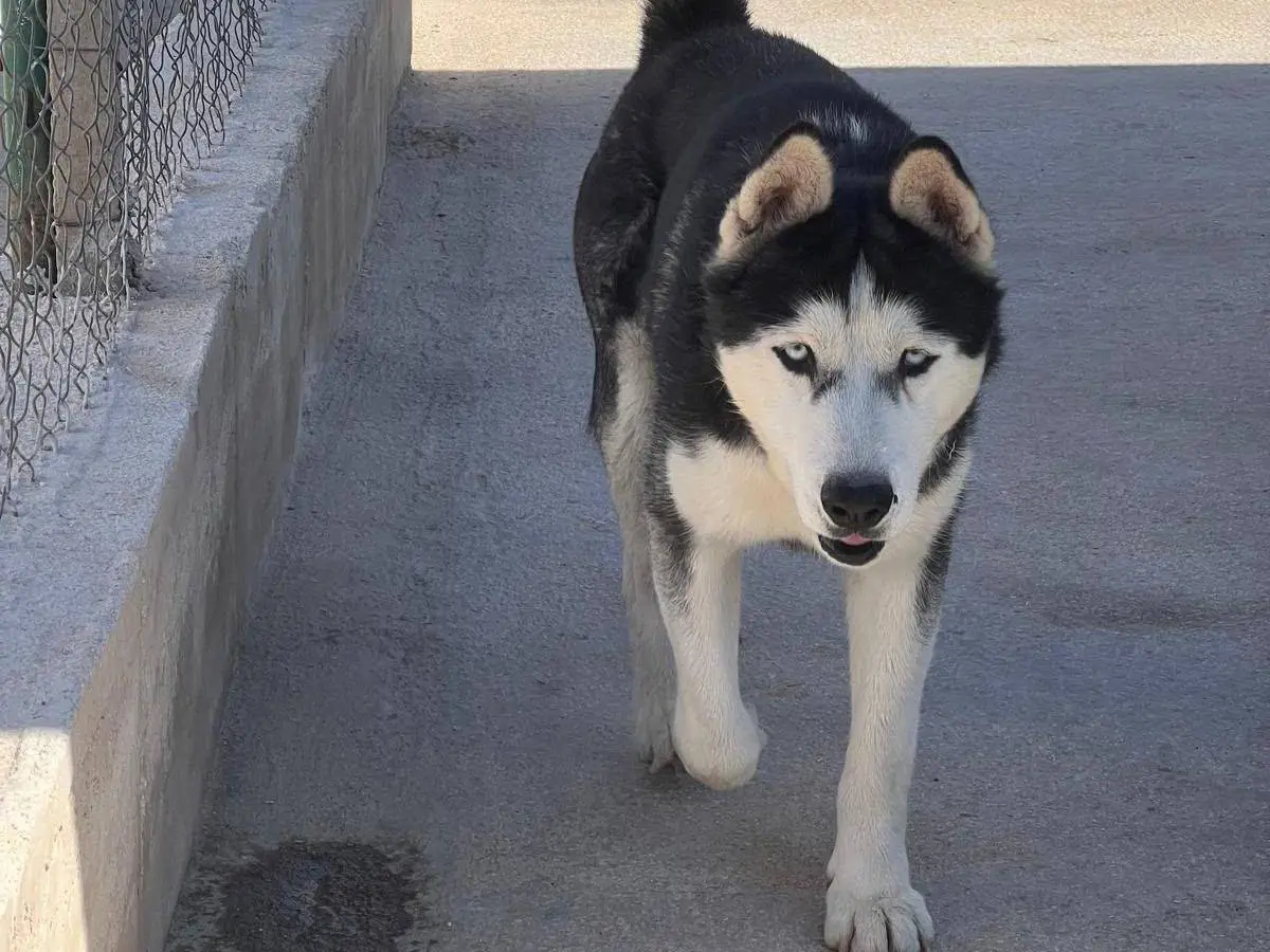 Adozione cane, maschio, Siberian Husky Razza sconosciuta, 5 anni, taglia grande, Bergamo