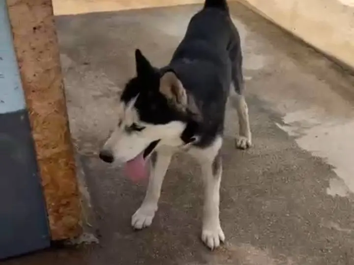 Adotta un cane, maschio, 5 anni, Bergamo