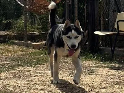 Adotta un cane, taglia grande, maschio, Bergamo
