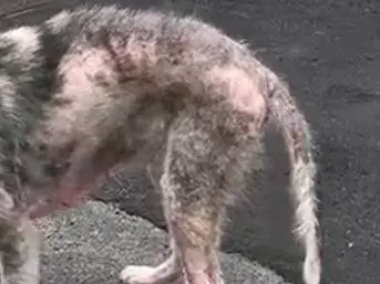 Adotta il cane CASPER a Bari