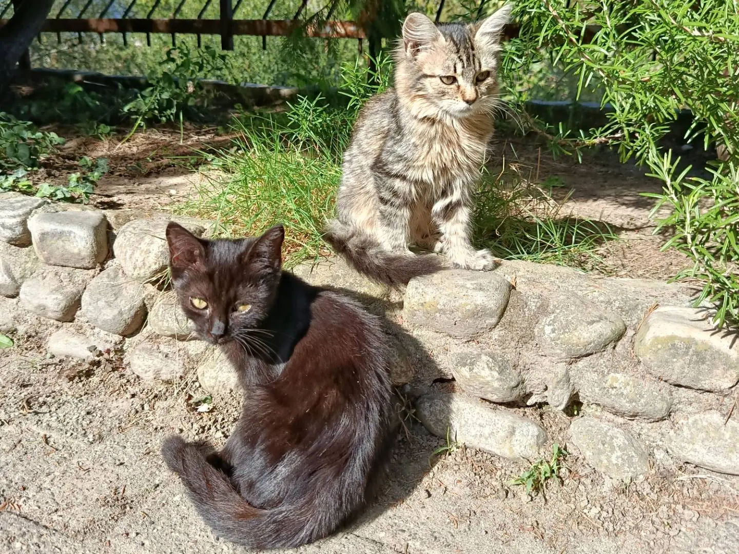 Foto 1 dell'animale