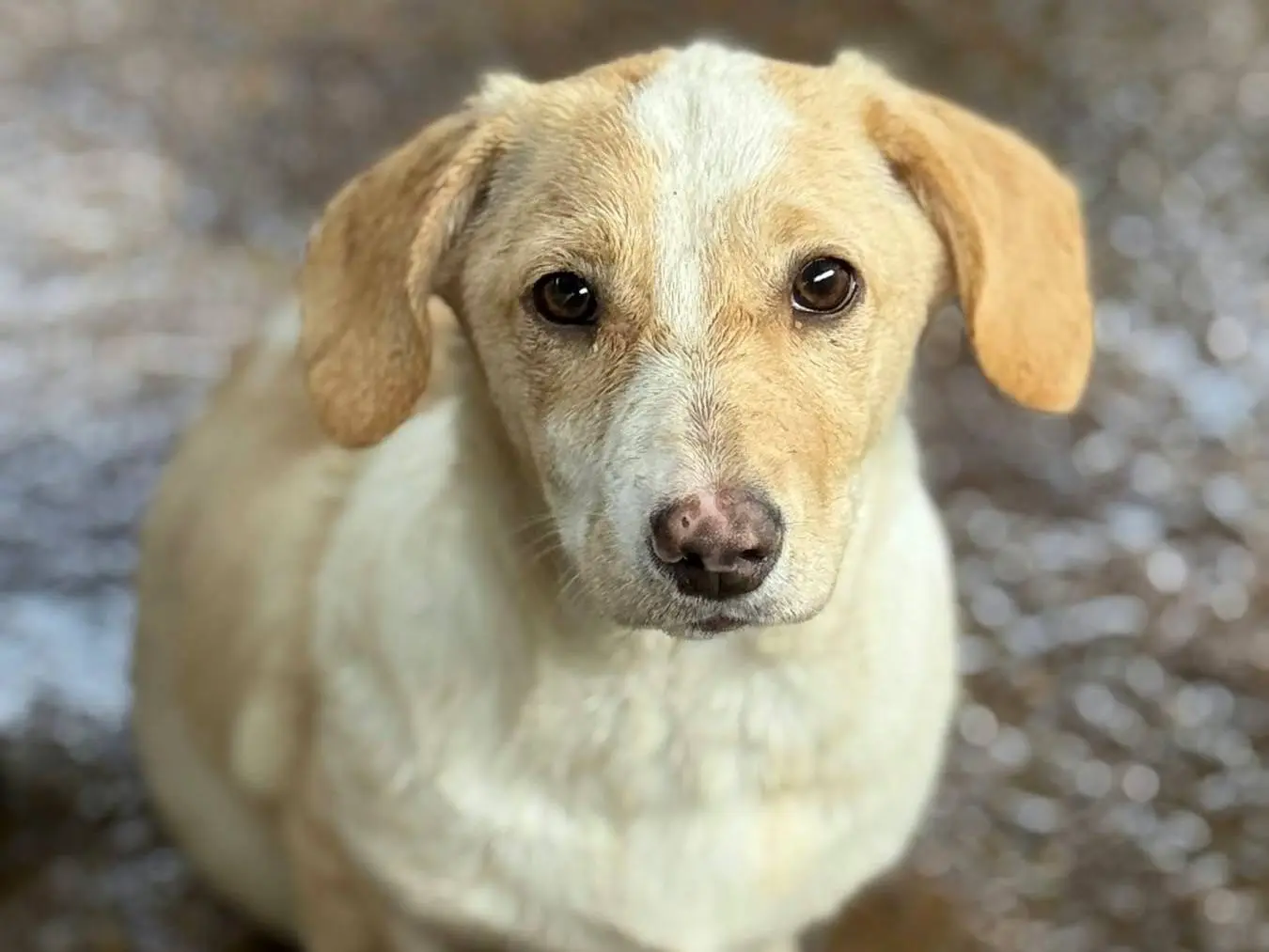 Adozione cane, femmina, Razza sconosciuta Razza sconosciuta, 4 mesi, taglia media contenuta, Firenze