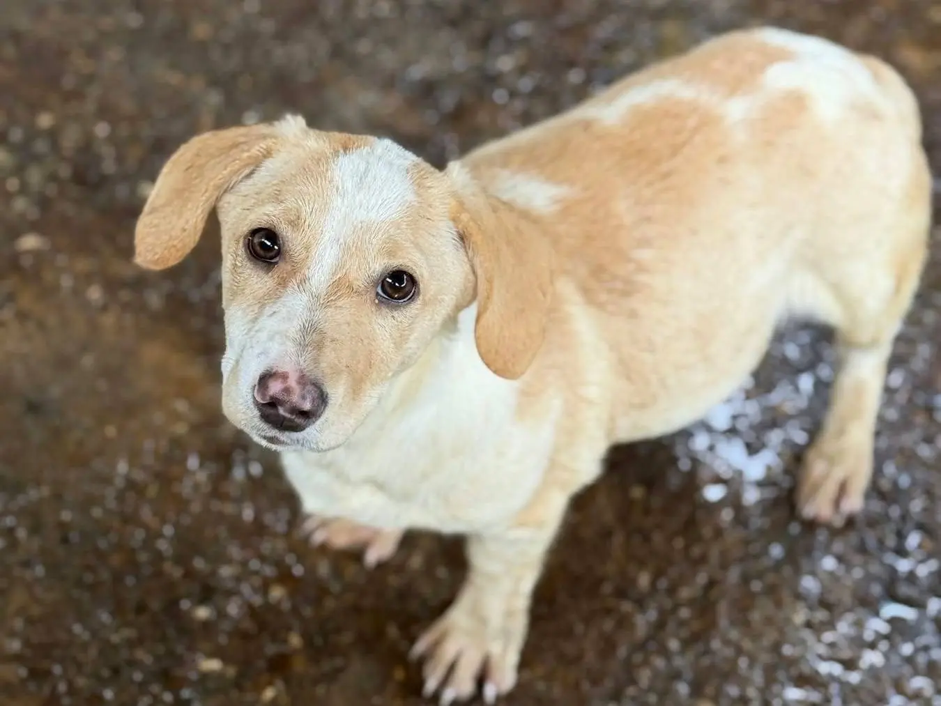 Adotta il cane LAYLA a Firenze