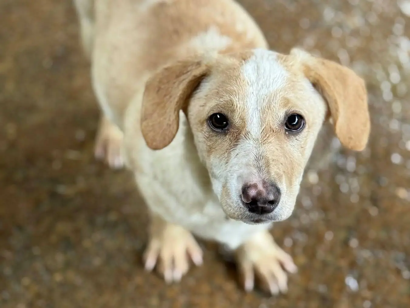 Adotta un cane, taglia media contenuta, femmina, Firenze