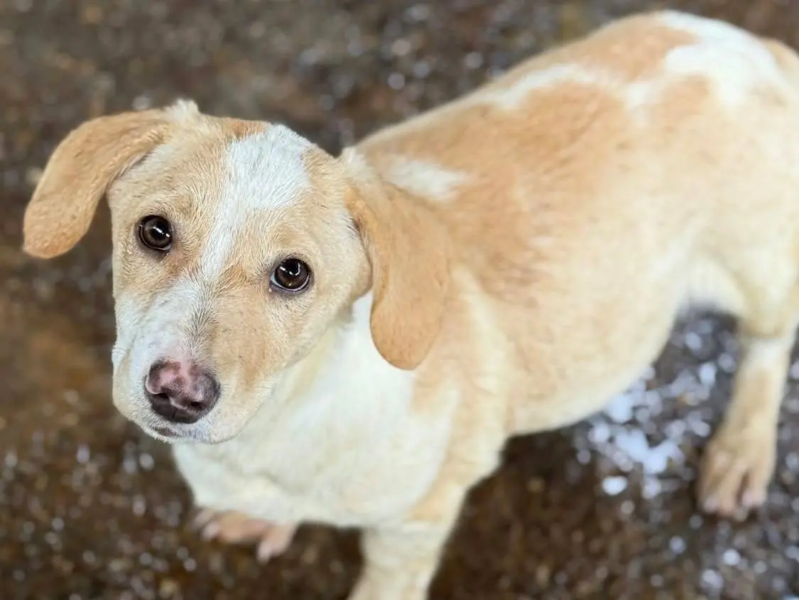Vuoi adottare un cane a Firenze?