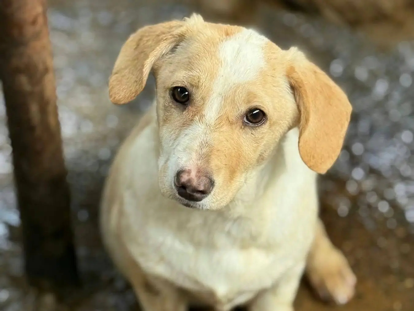 Adotta un cane, femmina, 4 mesi, Firenze