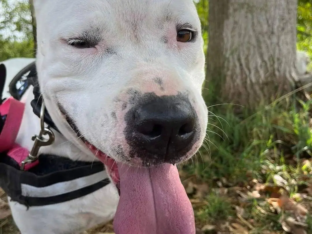 Adotta un cane, femmina, 6 anni e 5 mesi, Napoli