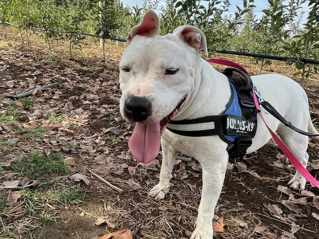 Adozione cane, femmina, Pitbull, 6 anni e 5 mesi, taglia grande, Napoli