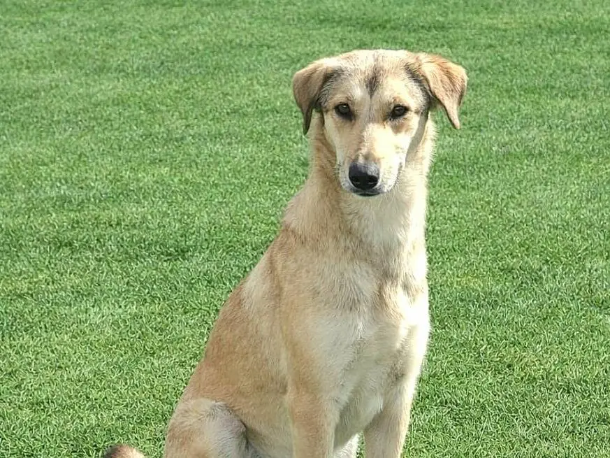 Adozione cane, femmina, Razza sconosciuta Razza sconosciuta, 2 anni e 1 mese, taglia media, Siracusa