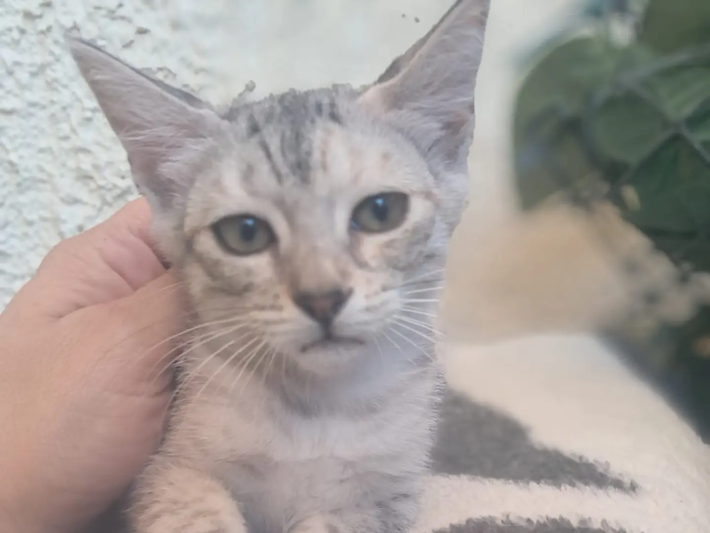 Adozione gatto, femmina, Razza sconosciuta Razza sconosciuta, 6 mesi, taglia non valida, Crotone