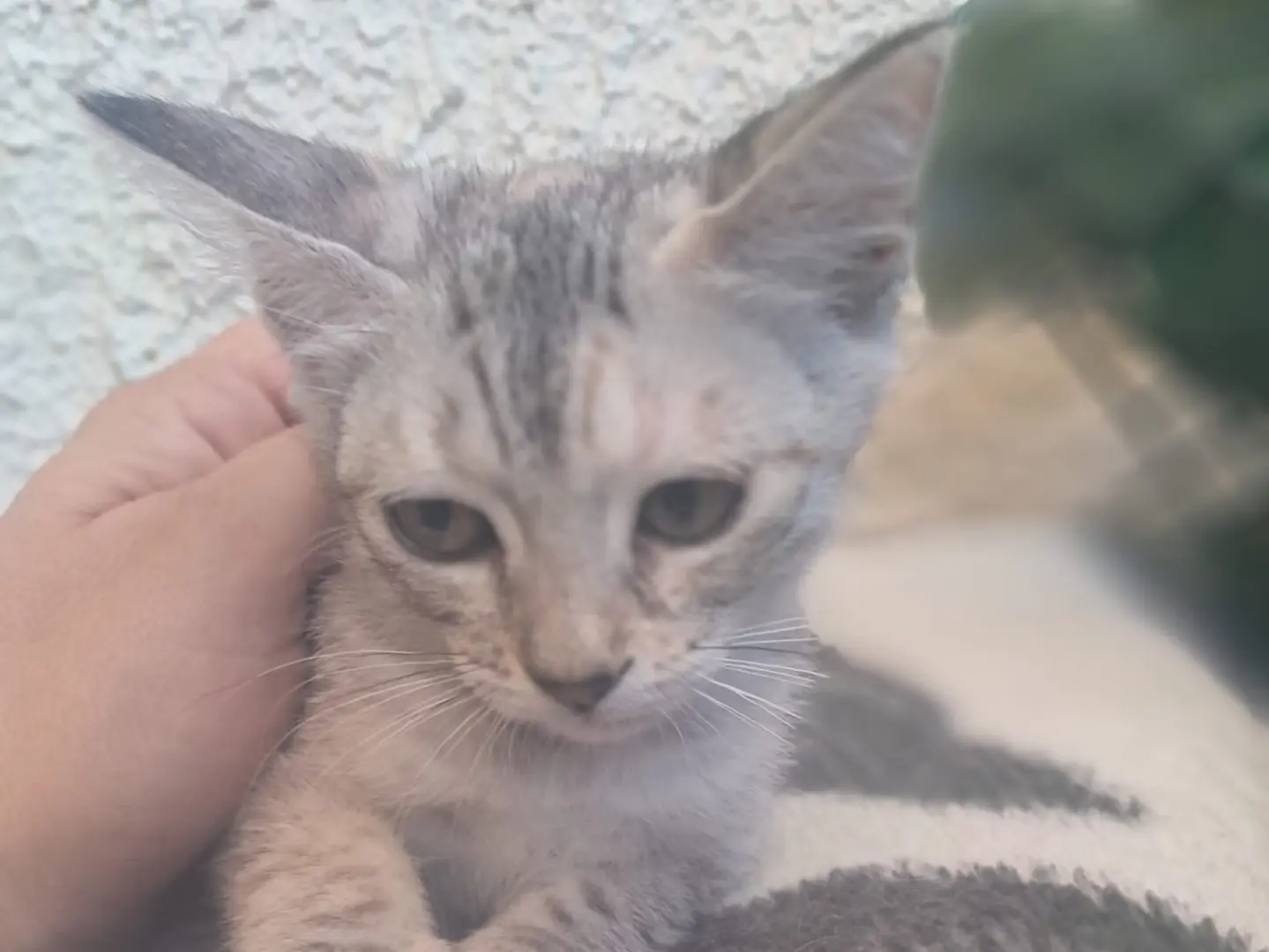 Adotta un gatto, femmina, 6 mesi, Crotone