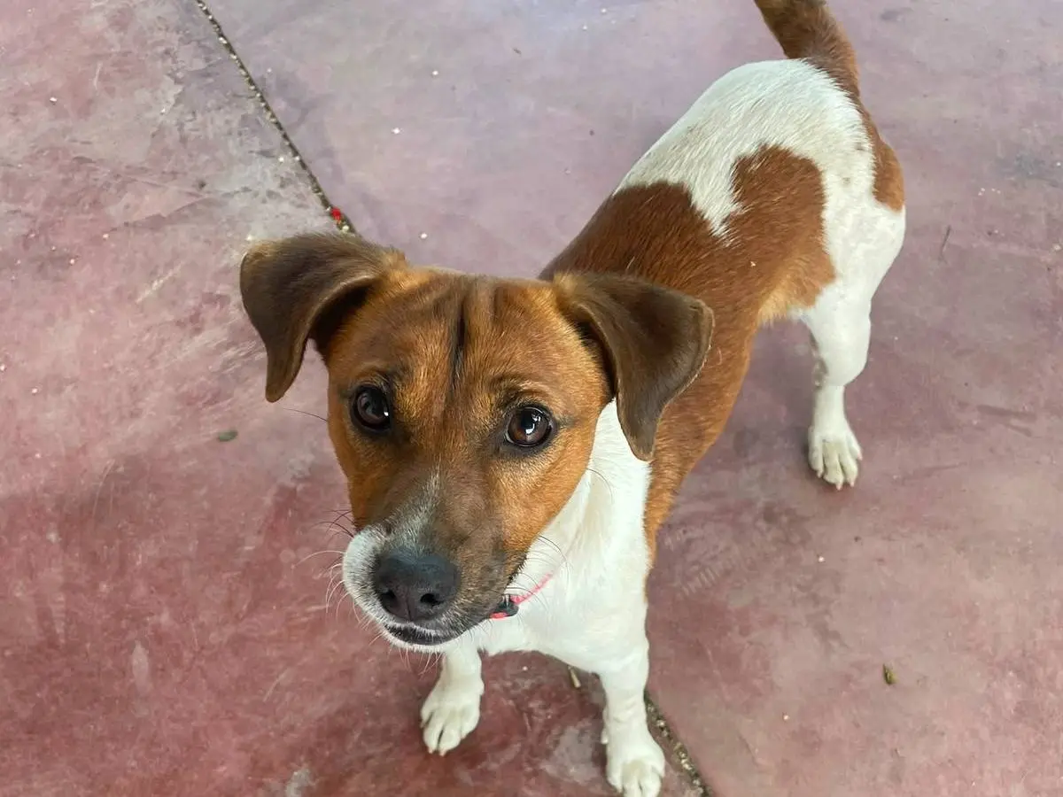 Adotta un cane, taglia piccola, maschio, Nuoro