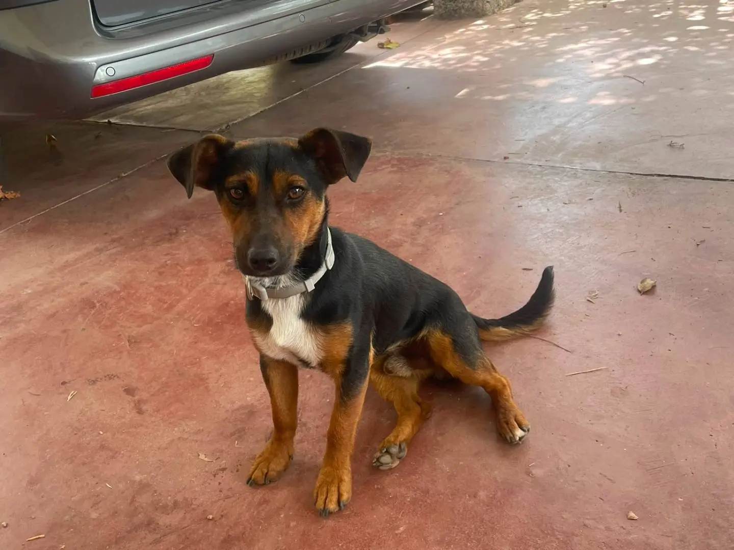Adotta il cane Buddy Black a Nuoro