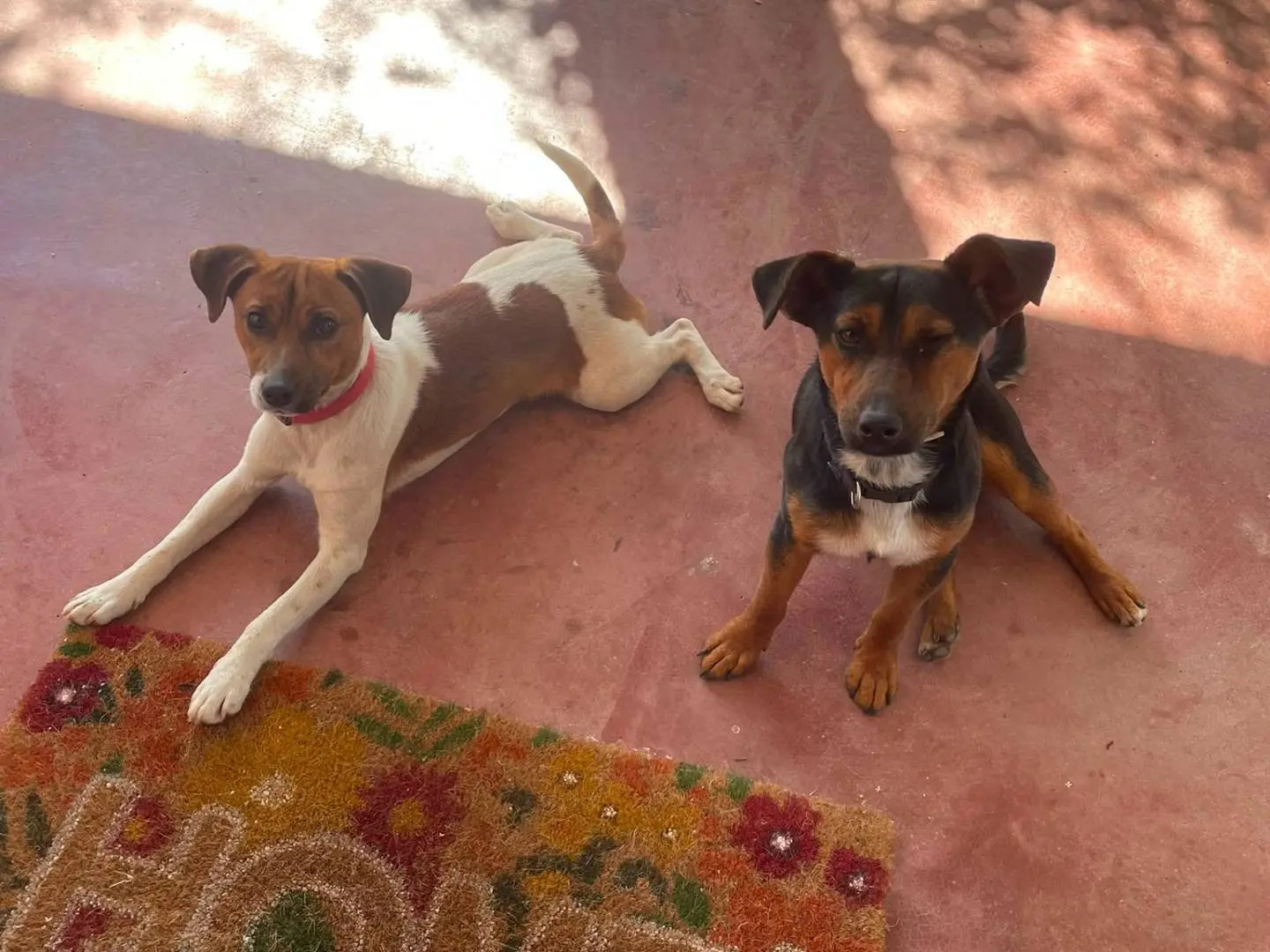 Adotta un cane, maschio, 1 anno e 3 mesi, Nuoro