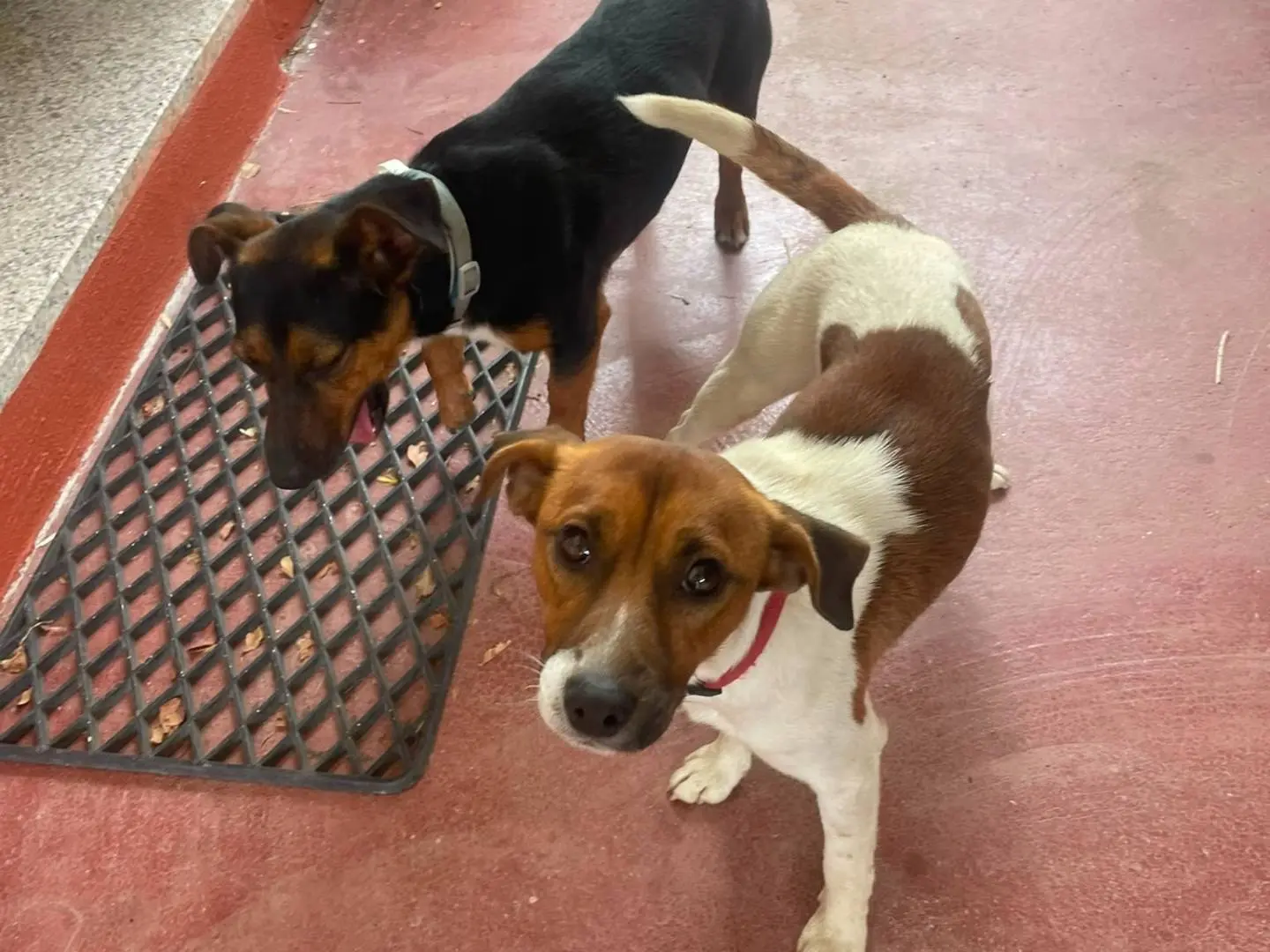 Vuoi adottare un cane a Nuoro?
