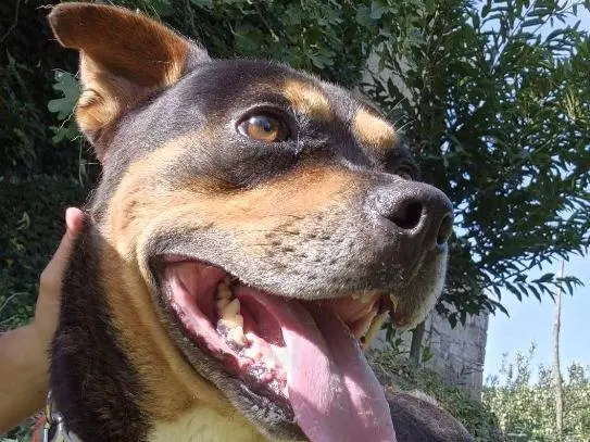 Adotta un cane, taglia piccola, maschio, Napoli