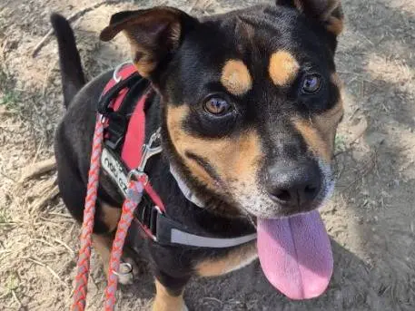 Adotta un cane, maschio, 5 anni e 10 mesi, Napoli