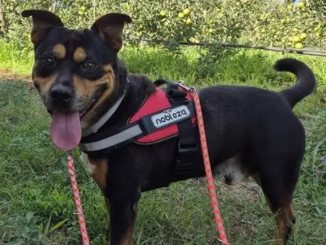 Adozione cane, maschio, Razza sconosciuta Razza sconosciuta, 5 anni e 10 mesi, taglia piccola, Napoli