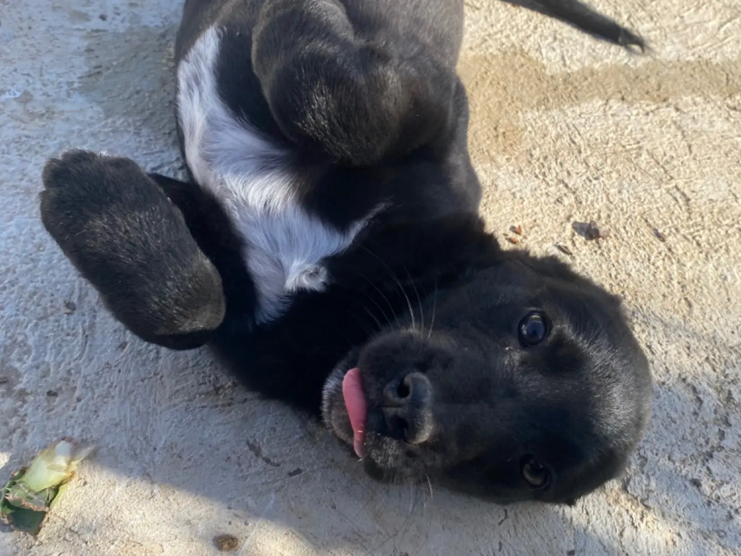 Adotta un cane, taglia media, maschio, Ragusa