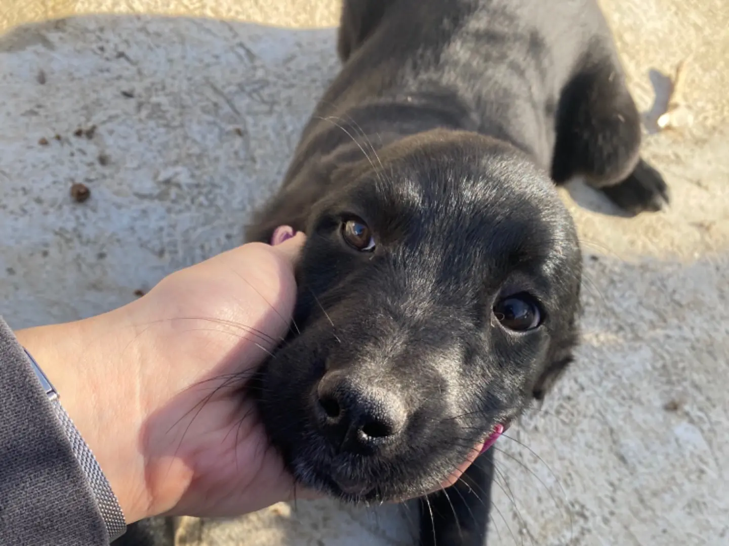 Adotta un cane, maschio, 1 anno e 11 mesi, Ragusa