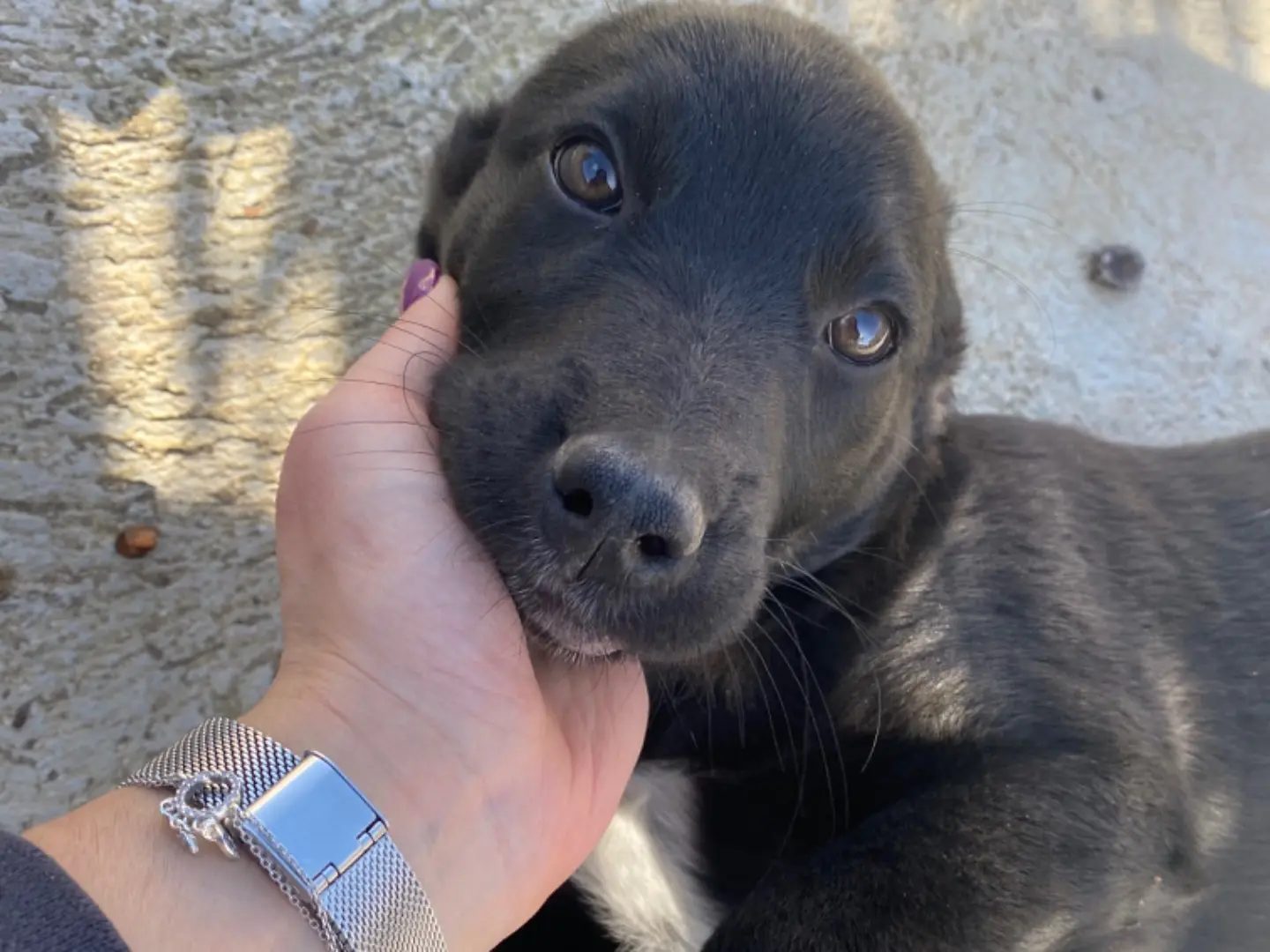 Adozione cane, maschio, Razza sconosciuta Razza sconosciuta, 1 anno e 11 mesi, taglia media, Ragusa