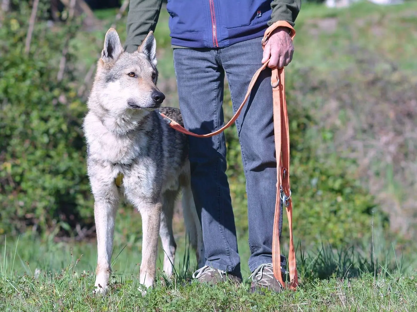 Adozione cane, femmina, Cane lupo Cecoslovacco, 5 anni e 5 mesi, taglia media, Como