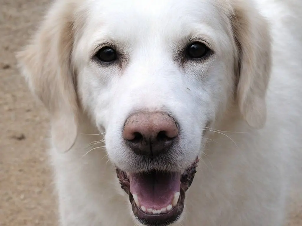 Adotta un cane, femmina, 6 anni e 3 mesi, Avellino