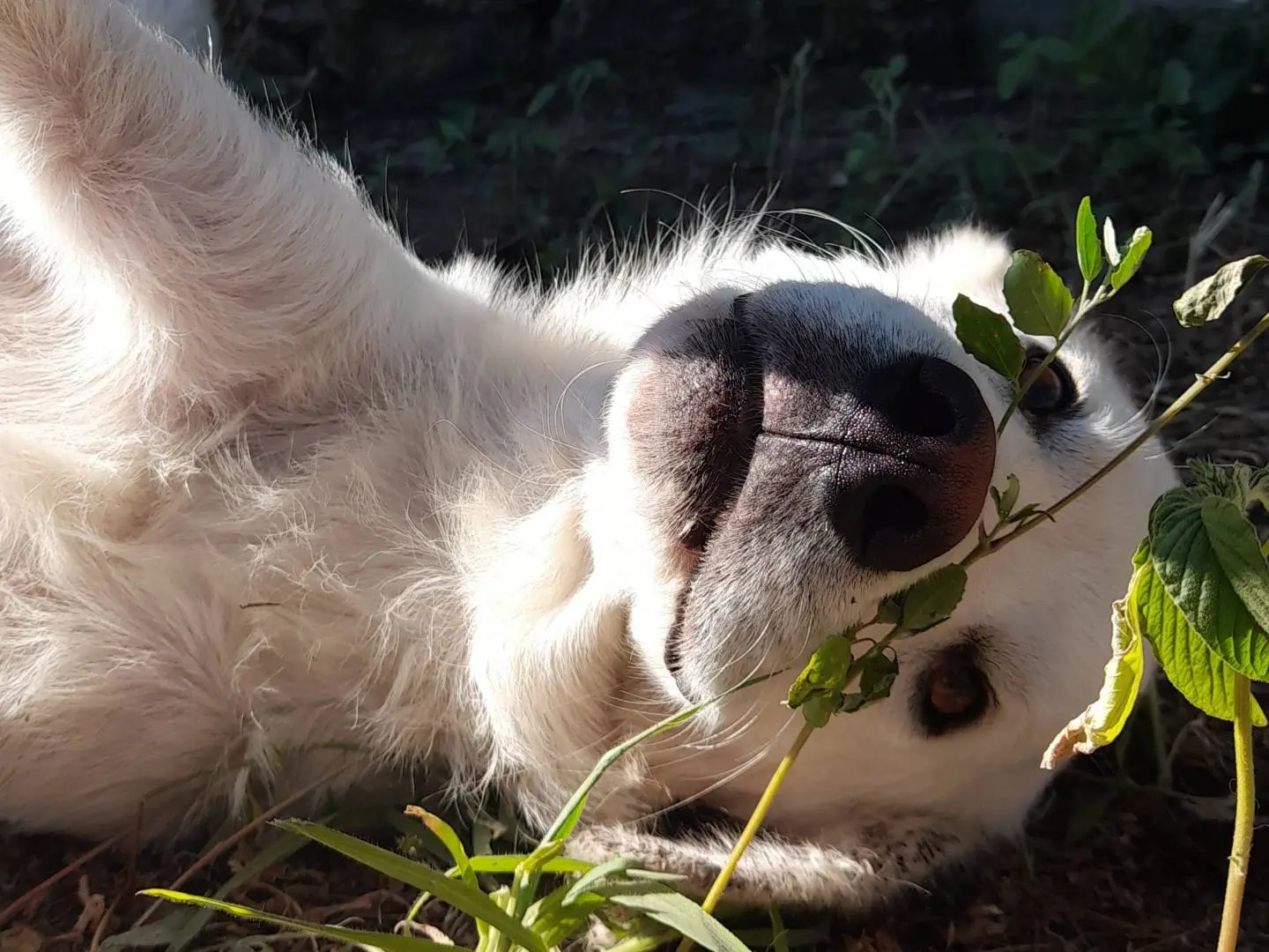 Vuoi adottare un cane a Sassari?