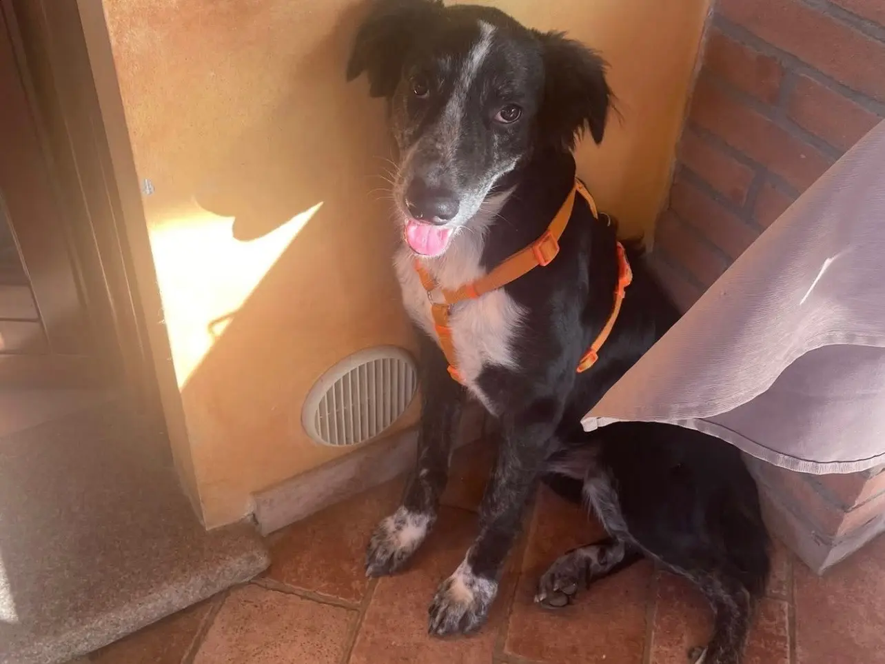 Adozione cane, maschio, Razza sconosciuta Razza sconosciuta, 1 anno e 8 mesi, taglia media contenuta, Pavia