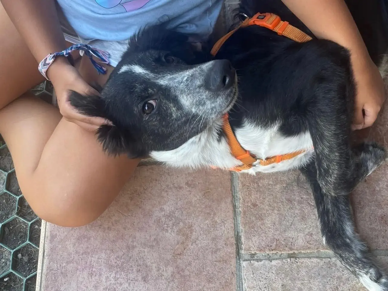 Adotta un cane, maschio, 1 anno e 8 mesi, Pavia