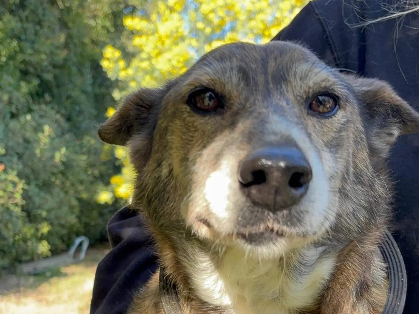 Adotta un cane, taglia media, femmina, Roma