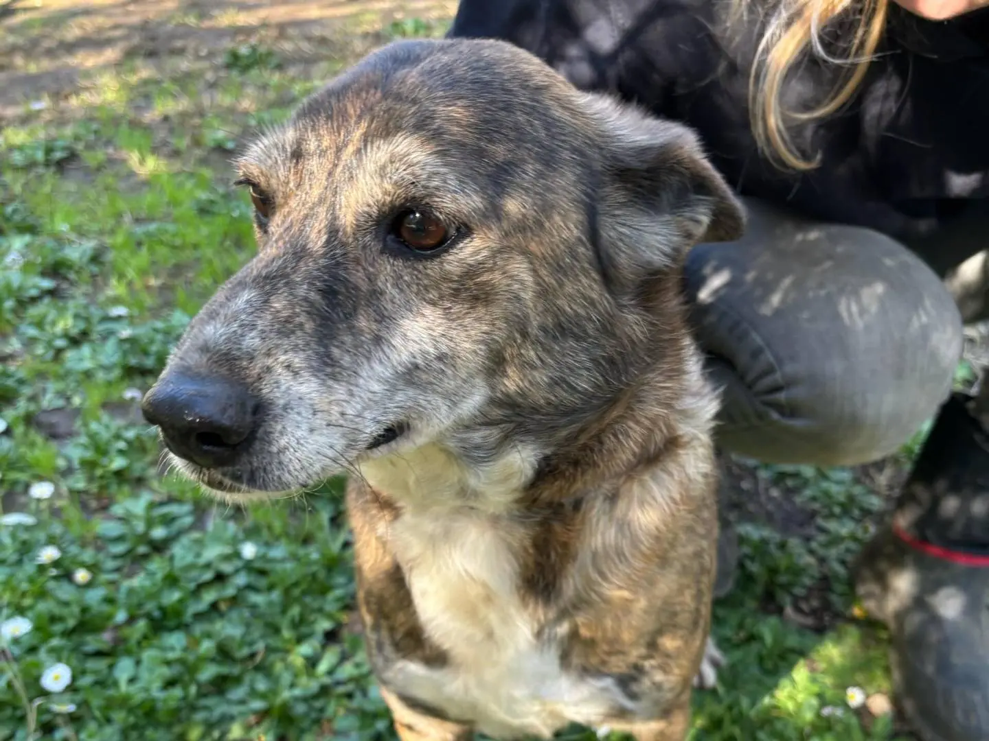 Adotta un cane, femmina, 10 anni e 3 mesi, Roma