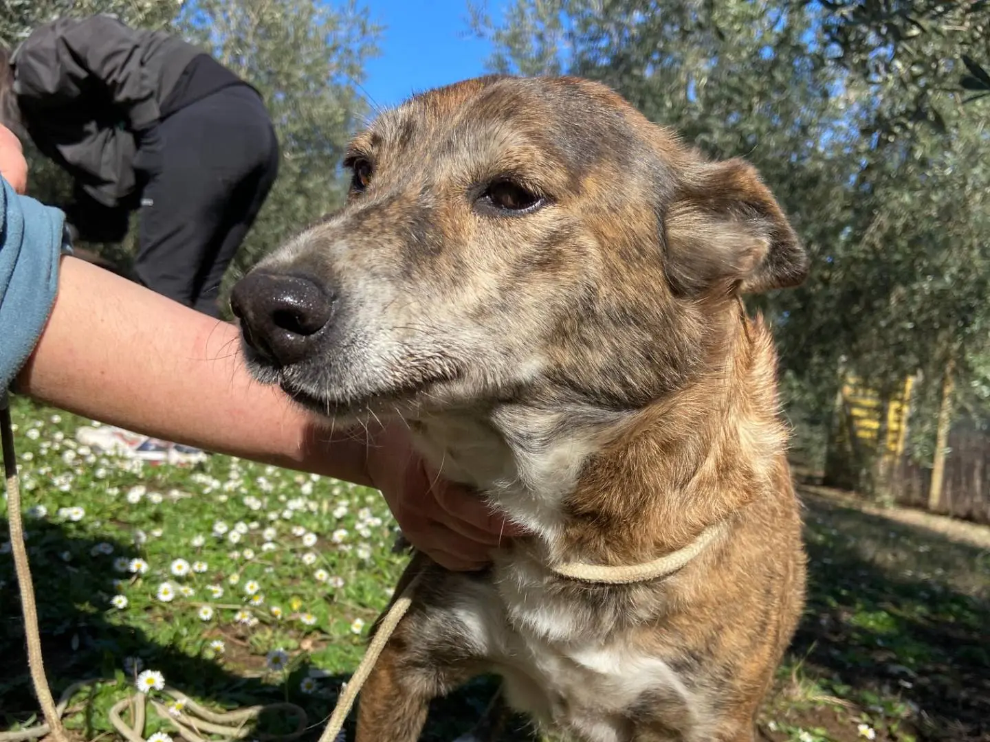 Adotta il cane Wilma flintstones a Roma