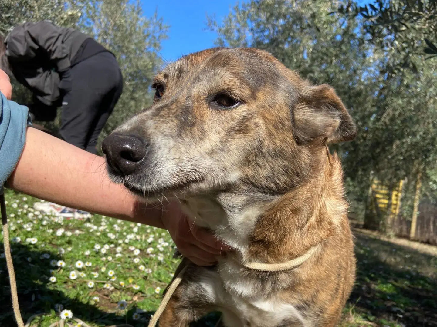 Adozione cane, femmina, Razza sconosciuta Razza sconosciuta, 10 anni e 3 mesi, taglia media, Roma