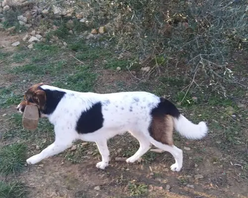 Adotta un cane, taglia grande, femmina, Roma