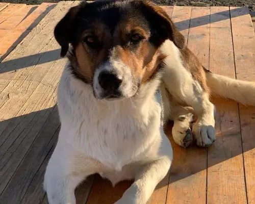 Adotta un cane, femmina, 6 anni e 9 mesi, Roma
