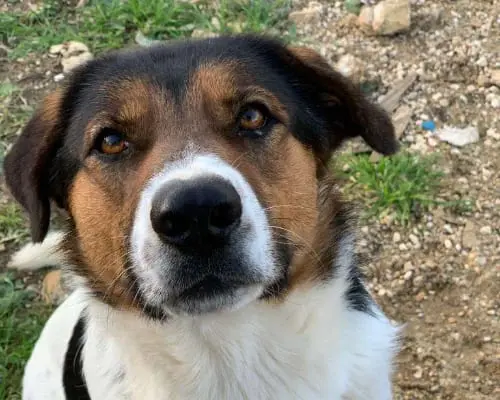 Adozione cane, femmina, Pastore maremmano, 6 anni e 9 mesi, taglia grande, Roma